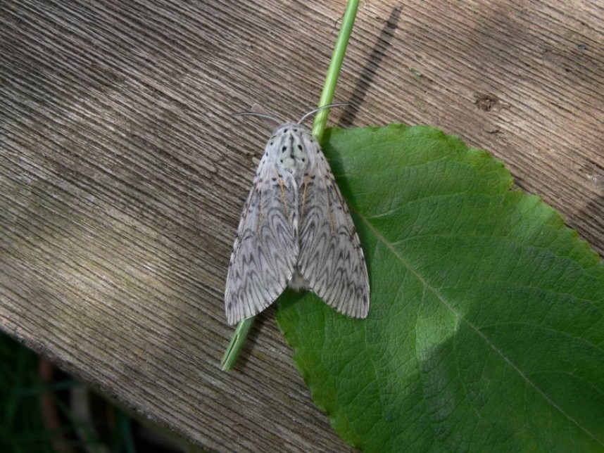  Puss Moth adult © Richard Baines