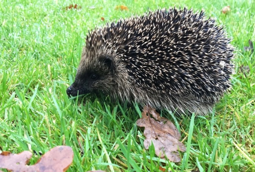  Hedgehog © Richard Baines
