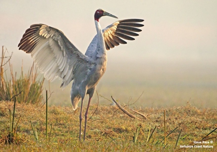  Sarus Crane at Keoladeo NP © Steve Race