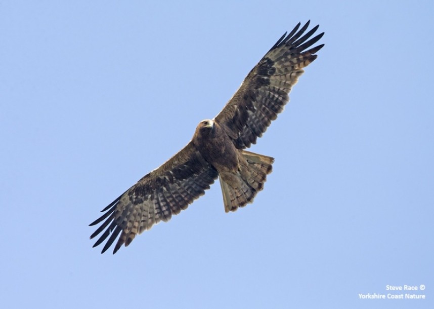 Booted Eagle at Keoladeo NP © Steve Race