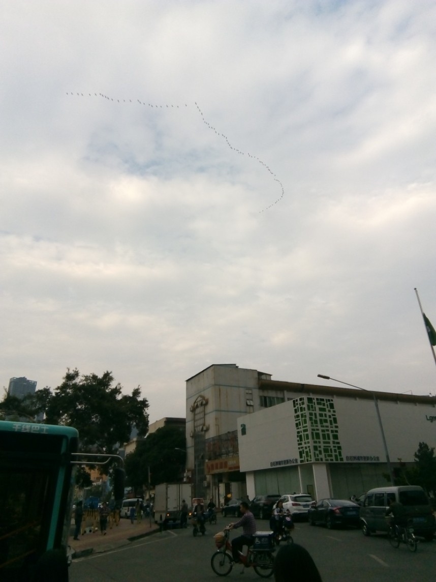 great Cormorants over Baishizhou © James O'Neill  