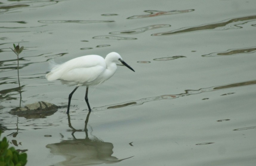  Little Egret on Shenzhen Bay © James O'Neill  