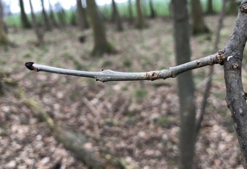  Ash buds jet black and smooth grey bark © Richard Baines  