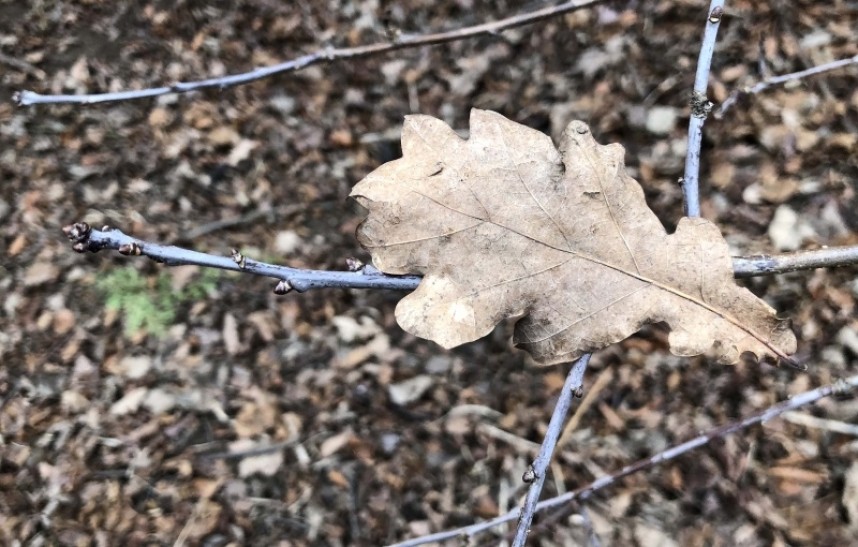  Oak leaf with the distinctive small dark buds grouped at the end of the stem © Richard Baines  