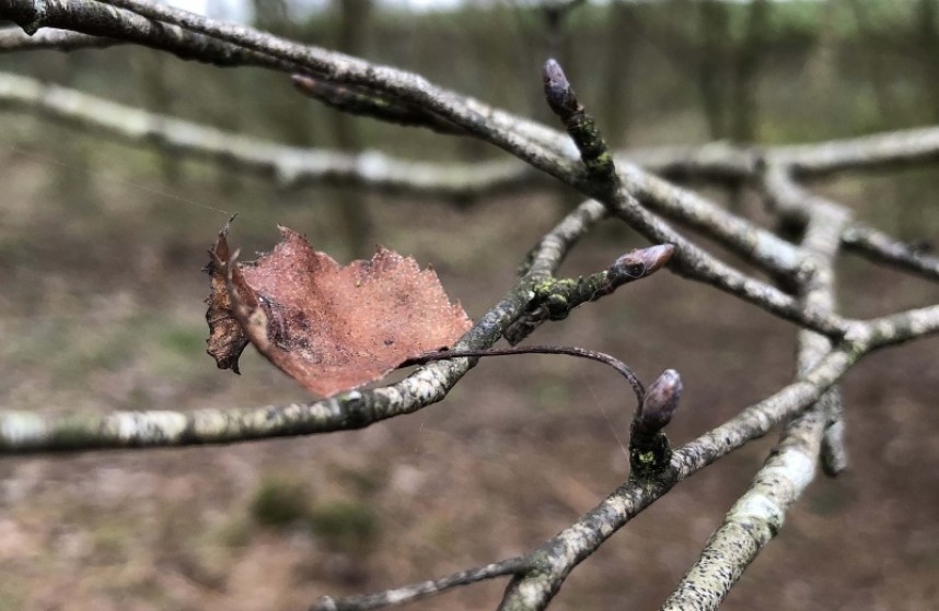  Silver Birch buds pointed and fat with an old Birch leaf  © Richard Baines  