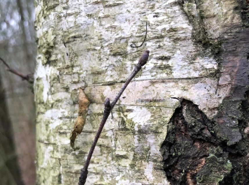  Silver Birch bark and buds © Richard Baines  