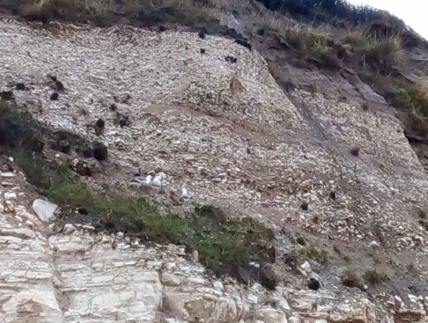  Fulmar Nests from the beach below the cliffs © Susie O'Neill