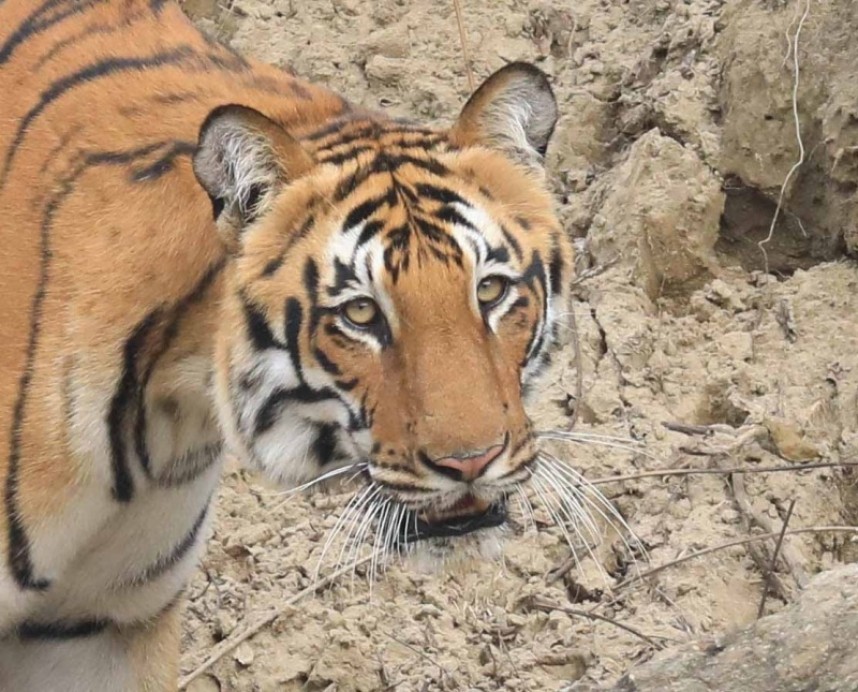  Bengal Tiger Corbett NP © Tony Knowles