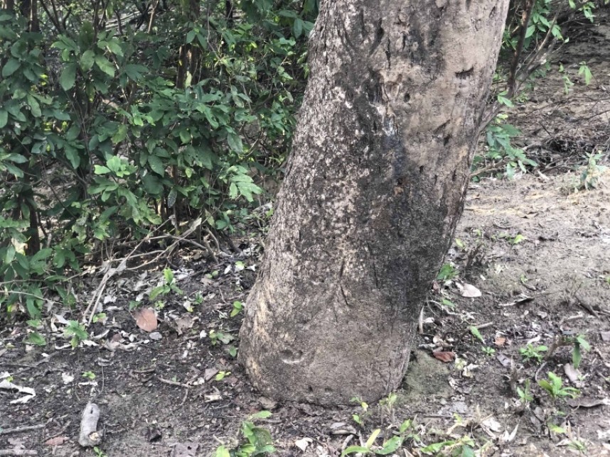  Tiger scratch marks in Corbett NP © Richard Baines