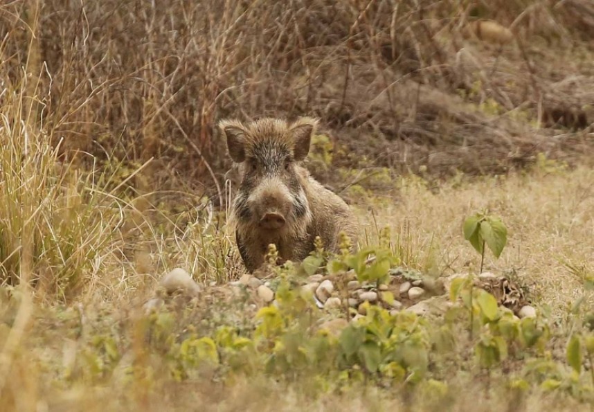  Wild Boar Corbett NP © Richard Baines
