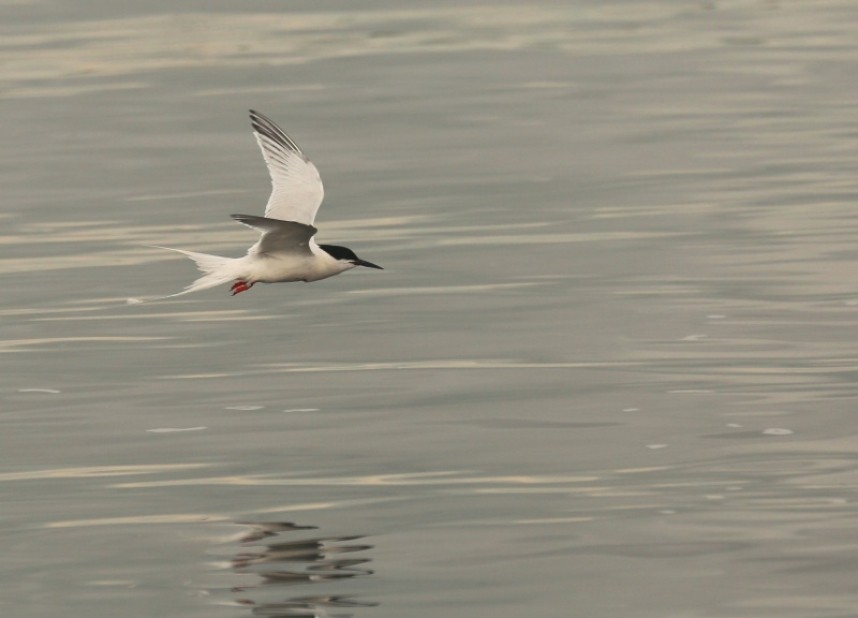  Roseate Tern Coquet Island © Richard Baines