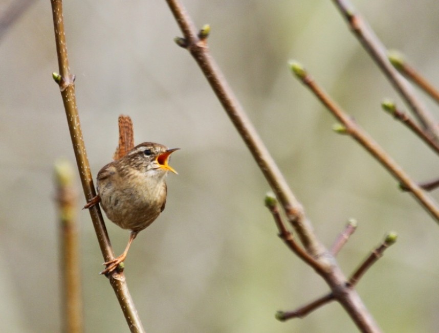  Wren in song © Dougie Holden