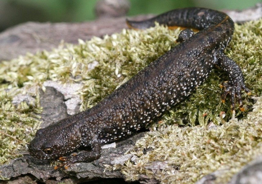  Great Crested Newt © Dan Lombard