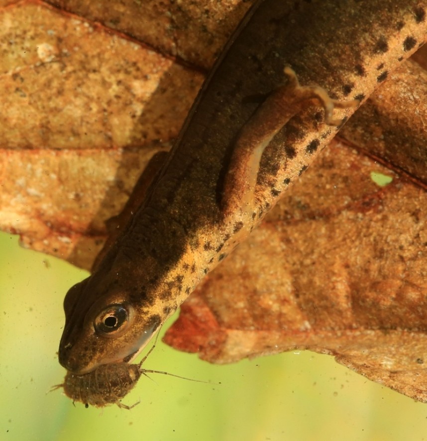  Smooth Newt © Dan Lombard