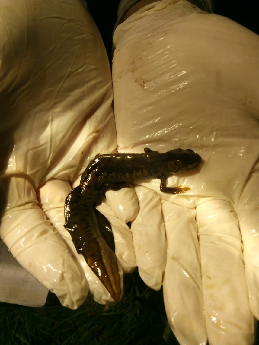  Great Crested Newt © Susie O'Neill