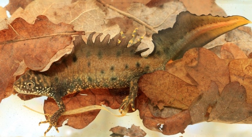  Great Crested Newt © Dan Lombard