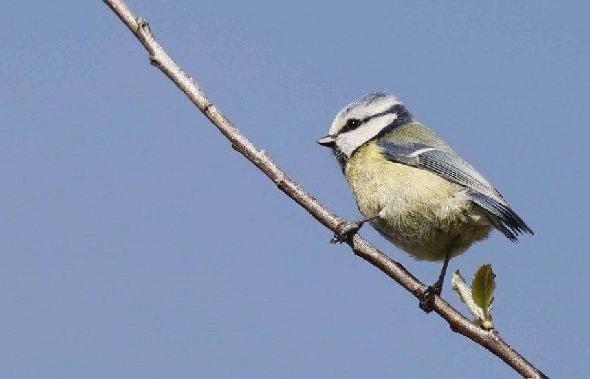  Blue Tit © Richard Baines