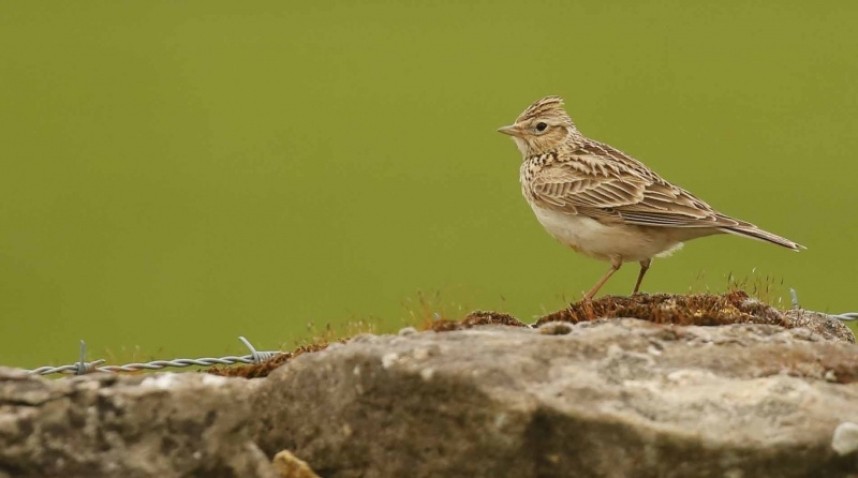  Eurasian Sky Lark © Richard Baines