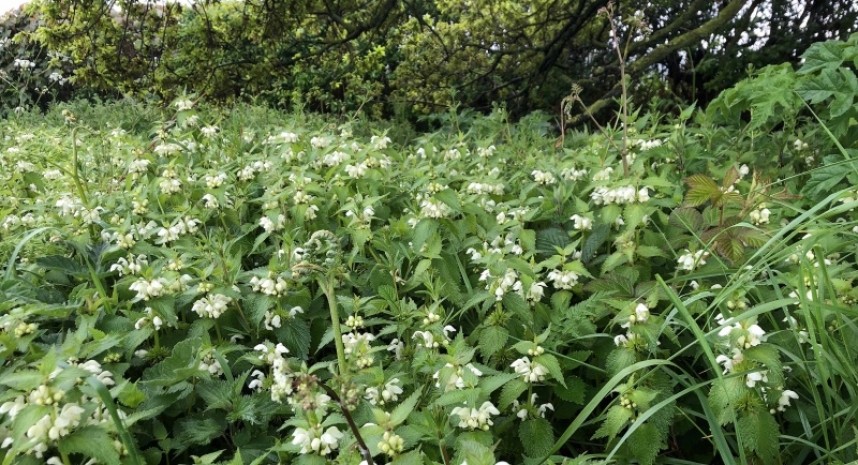  White Dead Nettle © Richard Baines