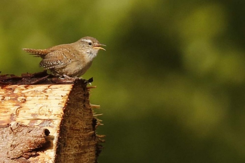  Eurasian Wren © Richard Baines