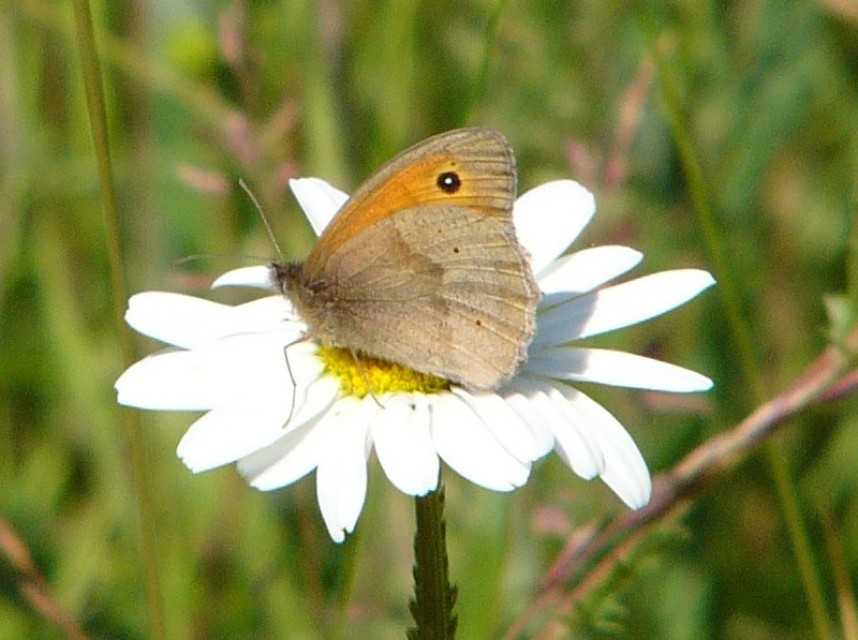  Meadow Brown © Richard Baines