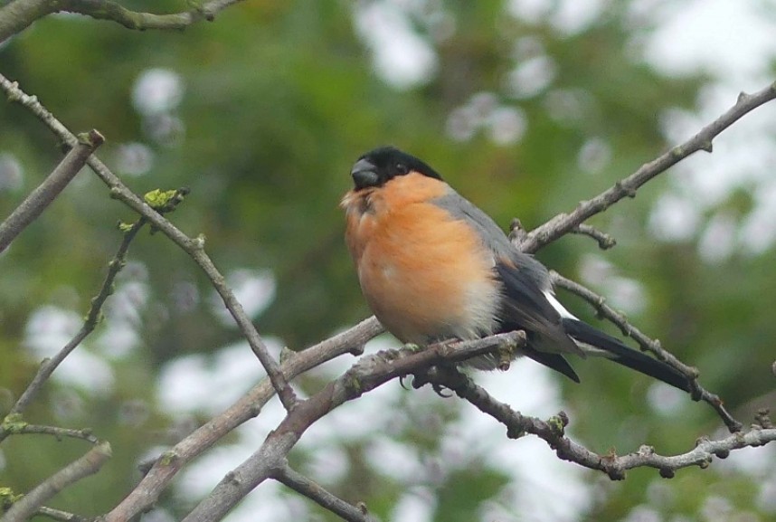  Bullfinch (male) © Margaret Boyd