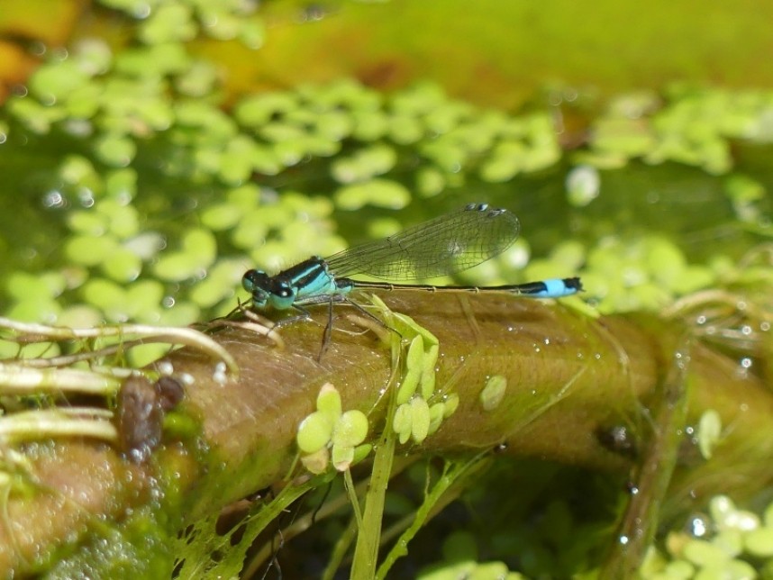  Blue-tailed Damselfly © Margaret Boyd