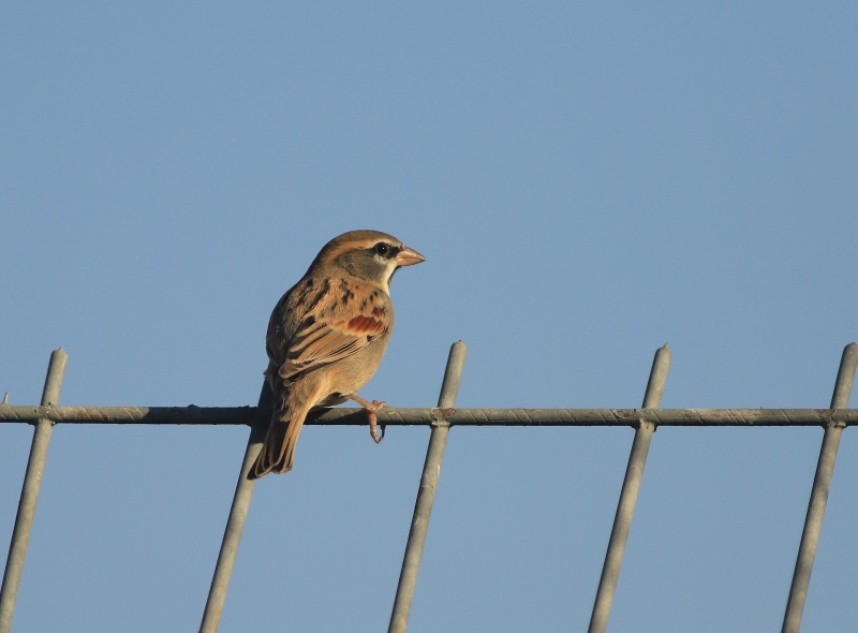  'Hard to find' species like Dead Sea Sparrows just outside your door at the JVBC.... © Mark Pearson