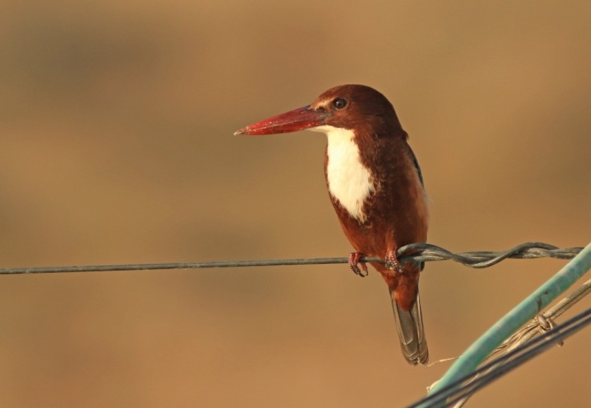  Among the many kingfishers present, White-throated can be ridiculously tame....© Mark Pearson