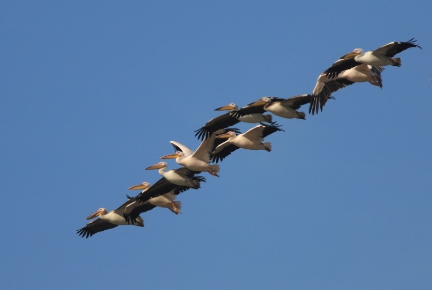  ... while the Pelican show is only a few minutes away © Mark Pearson