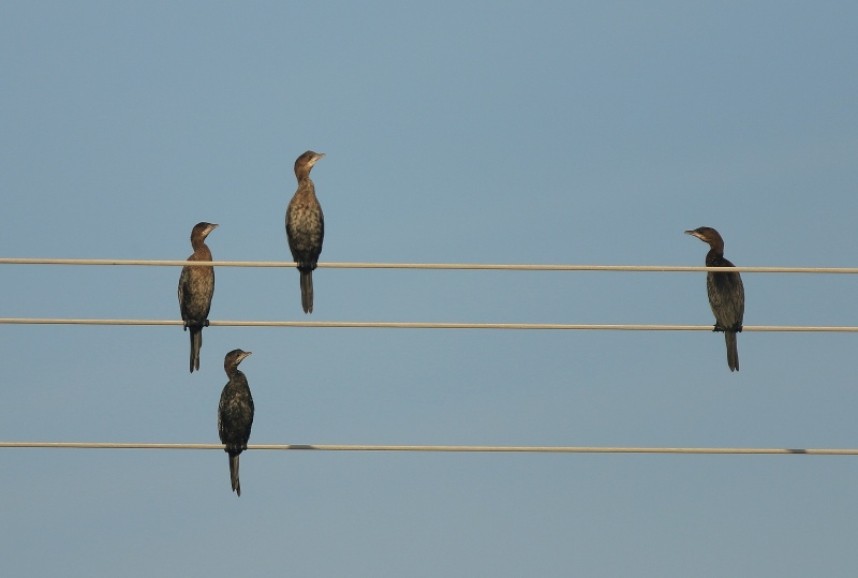  Pygmy Cormorants, always singing the same tune....© Mark Pearson