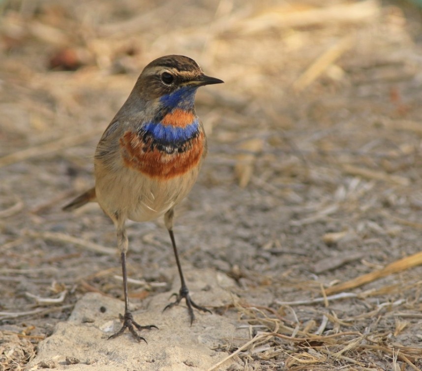  Bluethroats are not shy in the northern valleys! © Mark Pearson