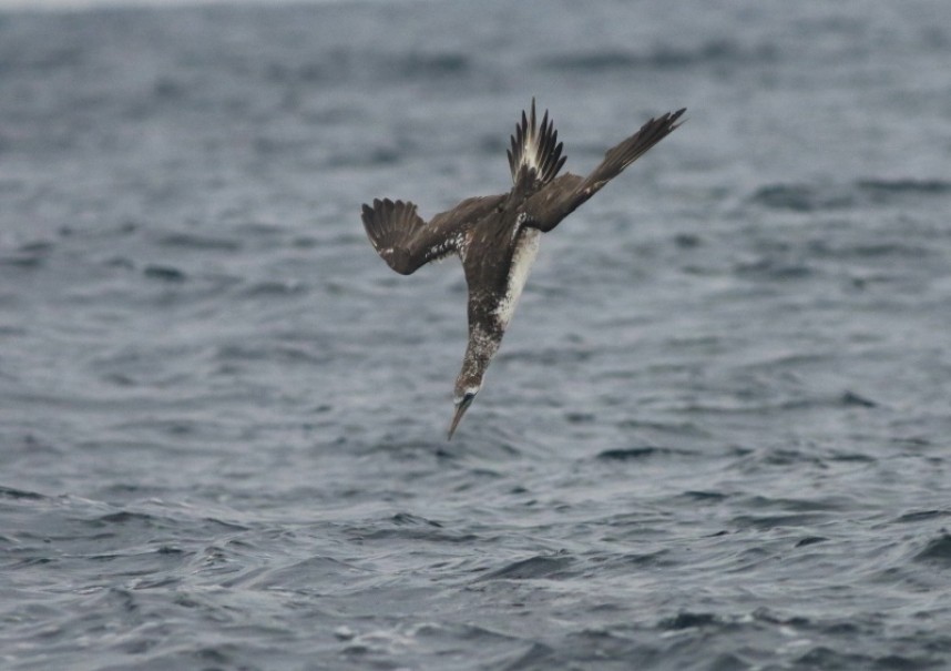  Northern Gannet © Mark Pearson