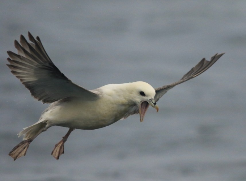  Northern Fulmar © Mark Pearson
