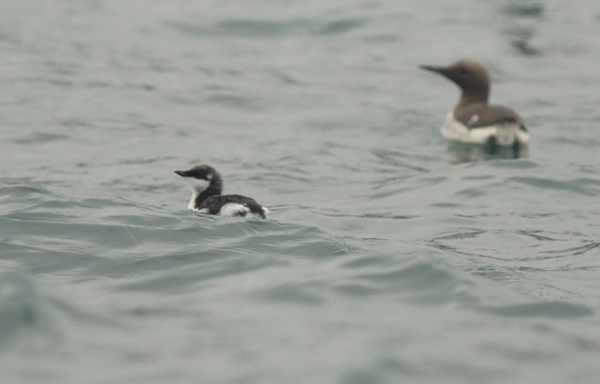  Common Guillemot © Mark Pearson