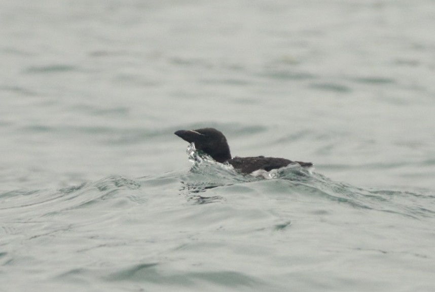  Razorbill © Mark Pearson