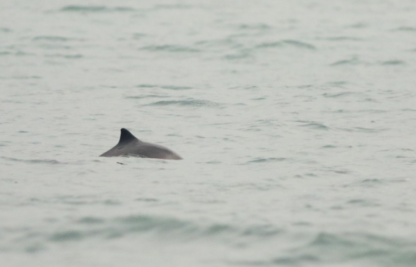 Harbour Porpoise © Mark Pearson