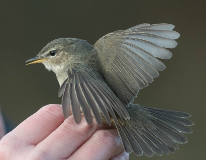  Dusky Warbler Spurn November 2021 © Malcom Mundy