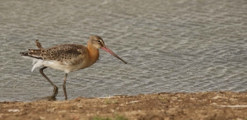  Black-tailed Godwit Kilnsea Wetlands © Richard Baines