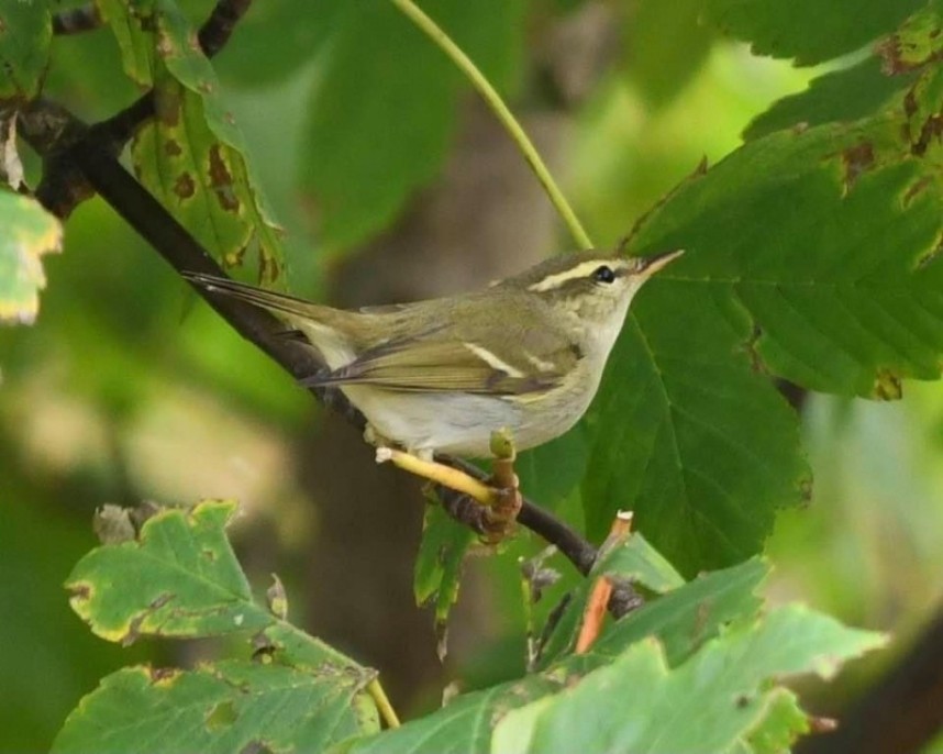  Two-barred Warbler © Hugo-Charlton Jones