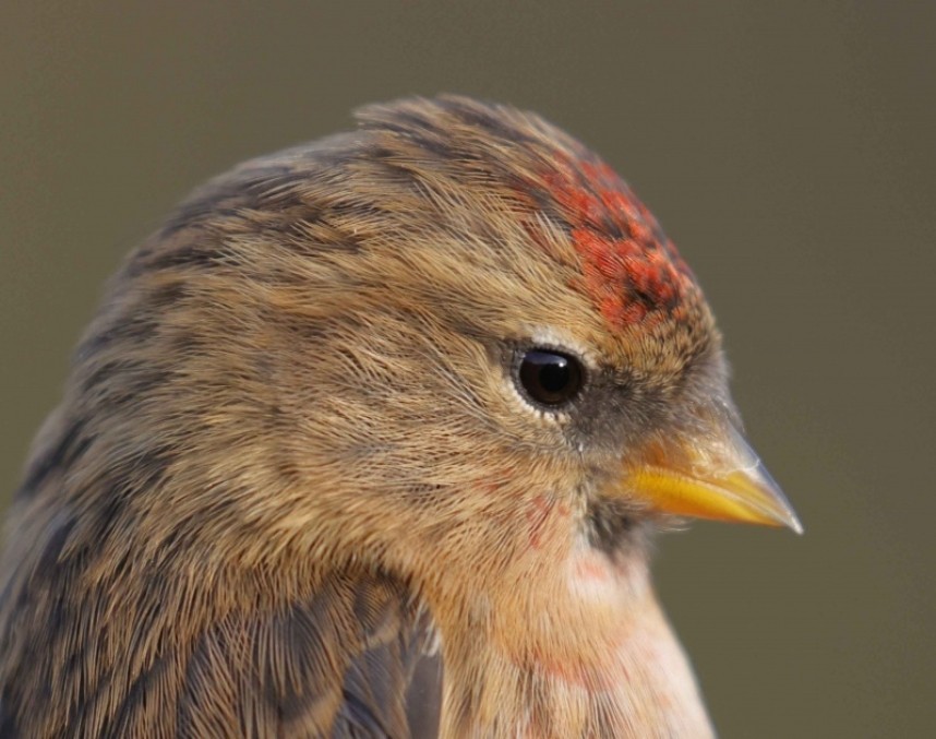  Lesser Redpoll at Spurn November 2021 © Ian Spalding