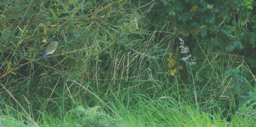  Red-flanked Bluetail at Flamborough, what a great find! © Mark Pearson