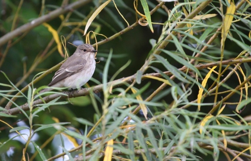  Spotted Flycatcher © Richard Baines