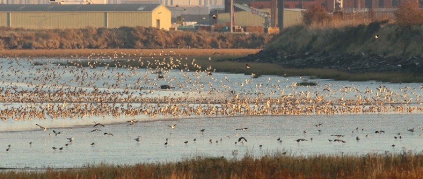  Lift Off for the flock of Red Knot © Richard Baines