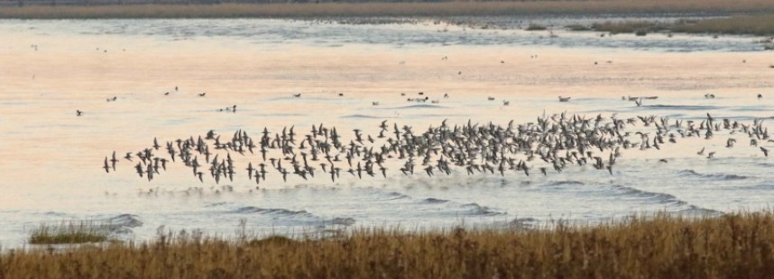  Forming the flock © Richard Baines