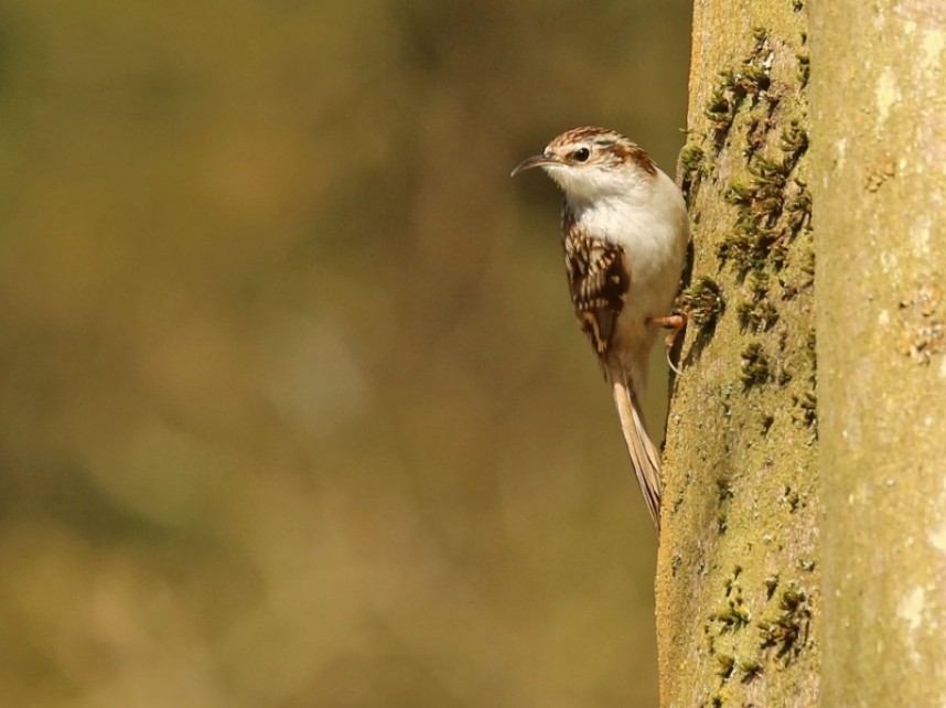  Treecreeper © Richard Baines