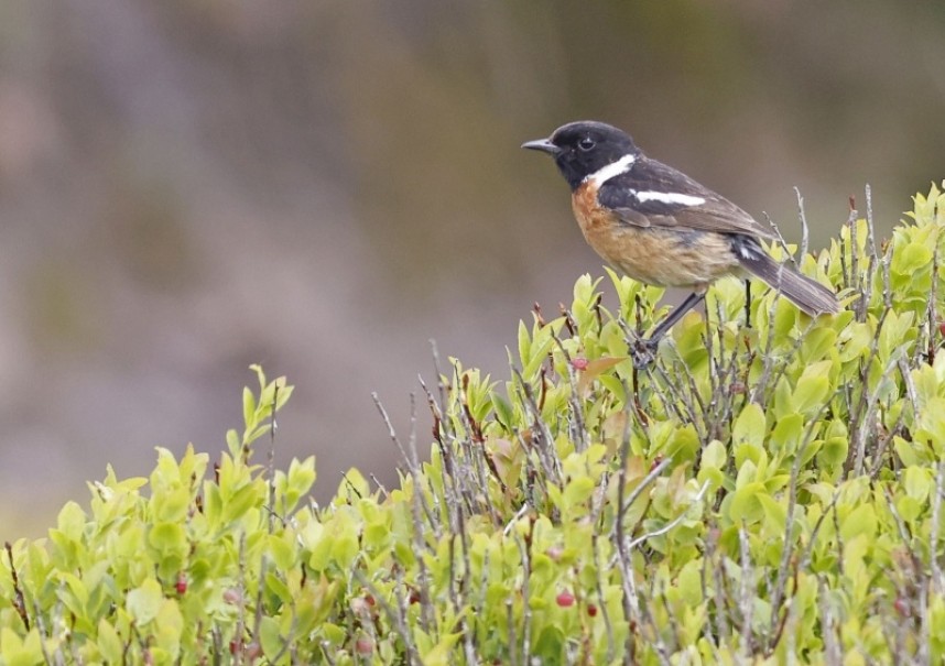  European Stonechat © Richard Baines