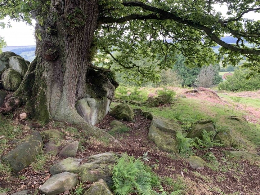  English Oak - Rosedale © Richard Baines