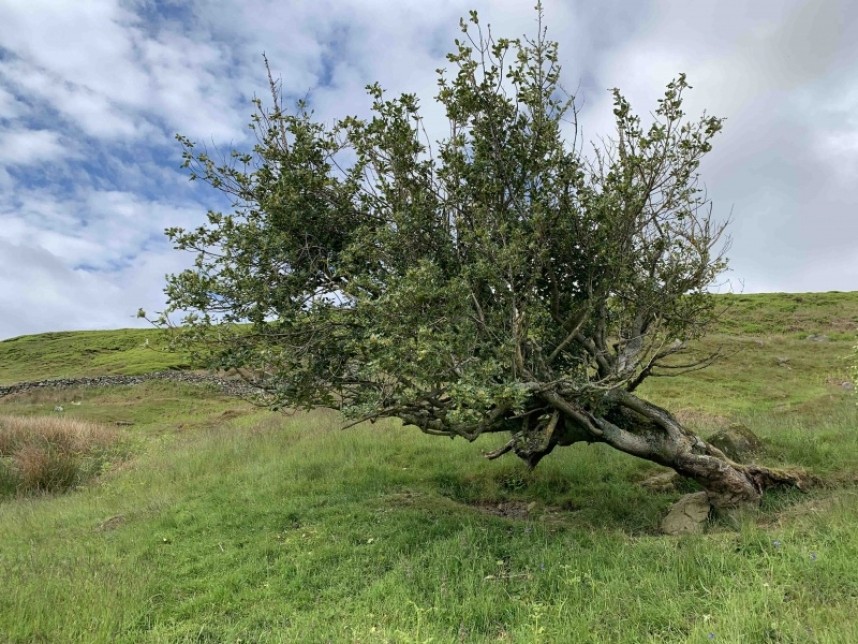  Holly - Rosedale © Richard Baines