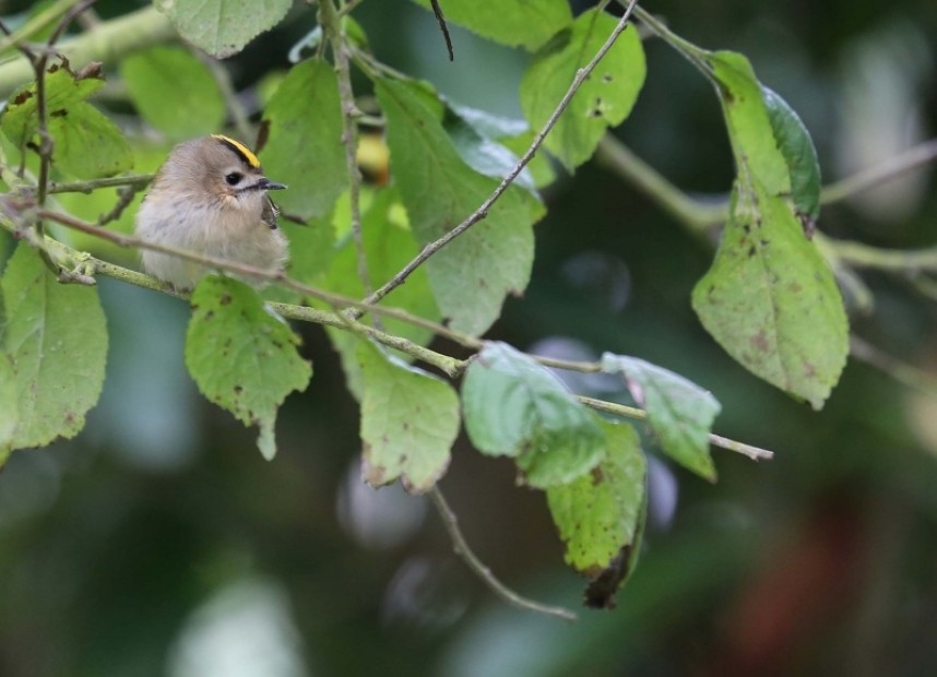  Goldcrest © Richard Baines
